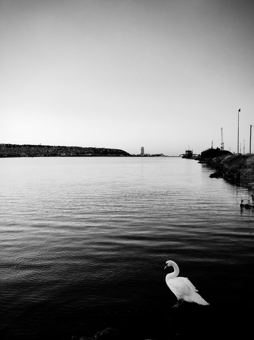 Free Tranquil waterside view with a lone swan at Samsun's coastline, Türkiye. Stock Photo