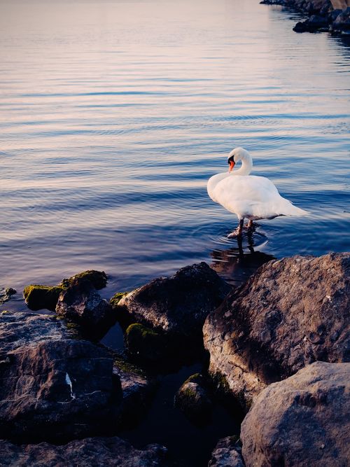 Free Majestic swan stands on rocks by a serene lake at sunset. Stock Photo