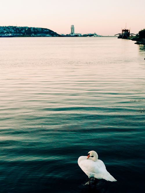 Free A tranquil scene of a lone swan on the waterfront at sunrise in Samsun, Türkiye. Stock Photo