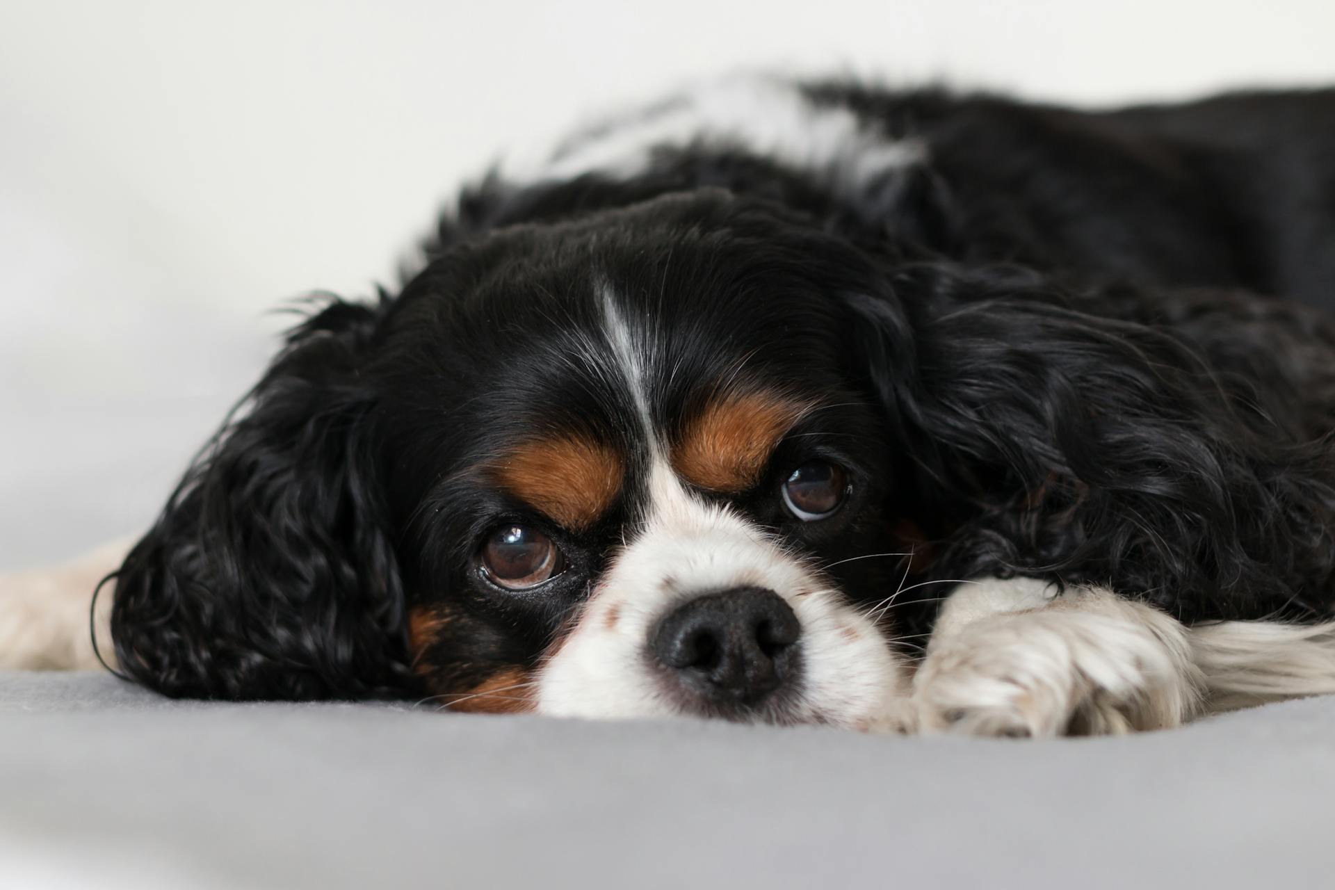 Leuke pluizige Cavalier King Charles Spaniel puppy op bed