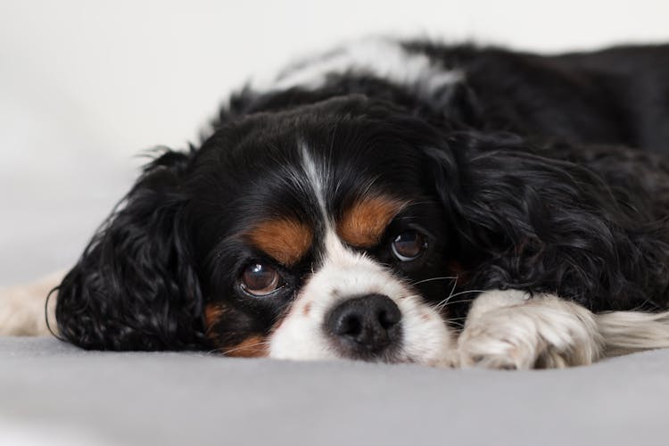 Cute Fluffy Cavalier King Charles Spaniel Puppy On Bed