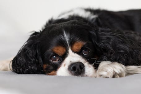 Adorable Cavalier King Charles Spaniel relaxing on a bed indoors, capturing peaceful tranquility.