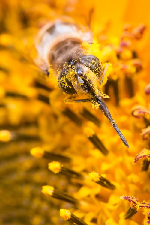 Free Bee On Yellow Flower Stock Photo