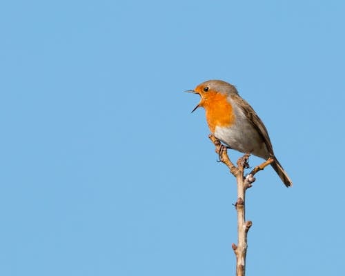 Bird Perched On Brown Tree Branch