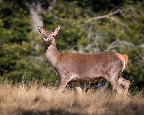 Free Captivating image of a wild deer in a sunlit field with lush green trees in the background. Stock Photo
