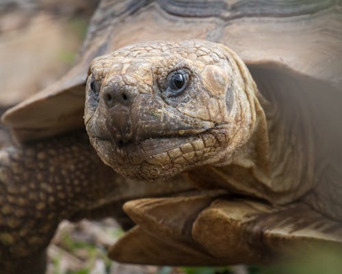 Free Close-up Shot Of A Turtle  Stock Photo