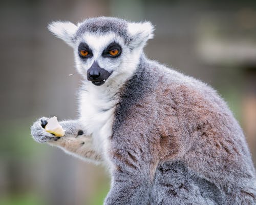 Free Photo Of A Lemur Eating Stock Photo