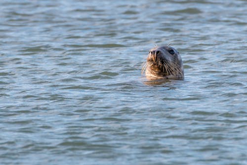 León Marino En El Agua