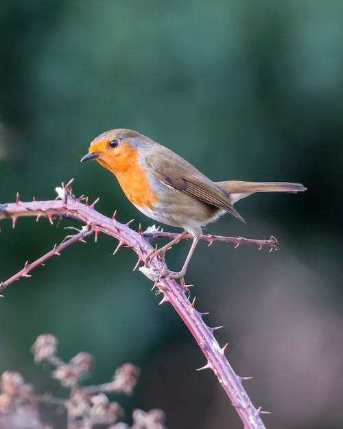 Oiseau Jaune Et Bleu Perché Sur Tige Brune