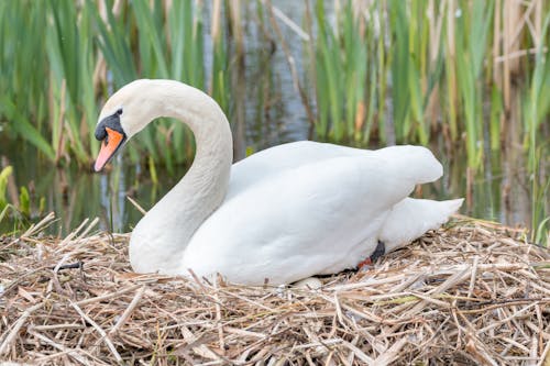 Cygne Blanc Couvant Ses œufs