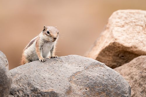 Free Adorable rock squirrel perched on a stone, showcasing its natural behavior in a wildlife setting. Stock Photo