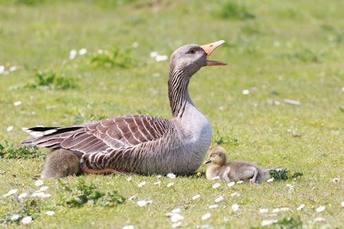 Goose With Goslings