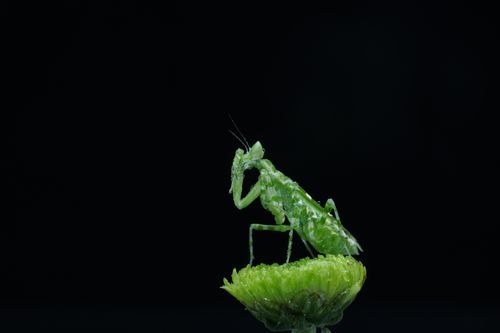 Free Macro shot of a green praying mantis perched on a flower against a dark background. Stock Photo