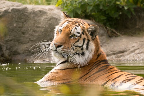 老虎在水面上