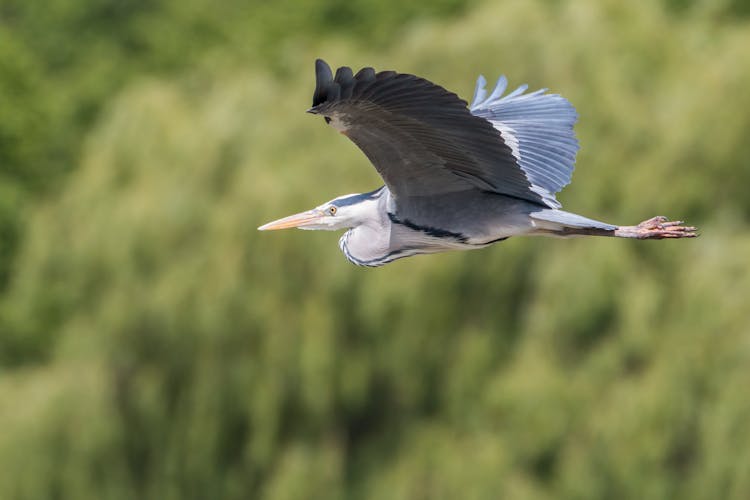 Great Blue Heron Flying