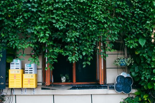 Free Window framed by lush ivy and two contrasting yellow mailboxes, evoking a serene urban vibe. Stock Photo