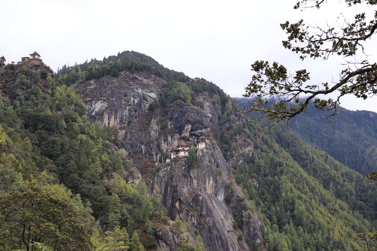 Taktsang monastery small against its great cliff across the gorge, pine branches framing the view from the trail