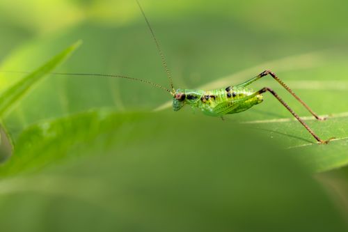 Free Close-up shot of a green grasshopper resting on a leaf, displaying natural patterns and textures. Stock Photo