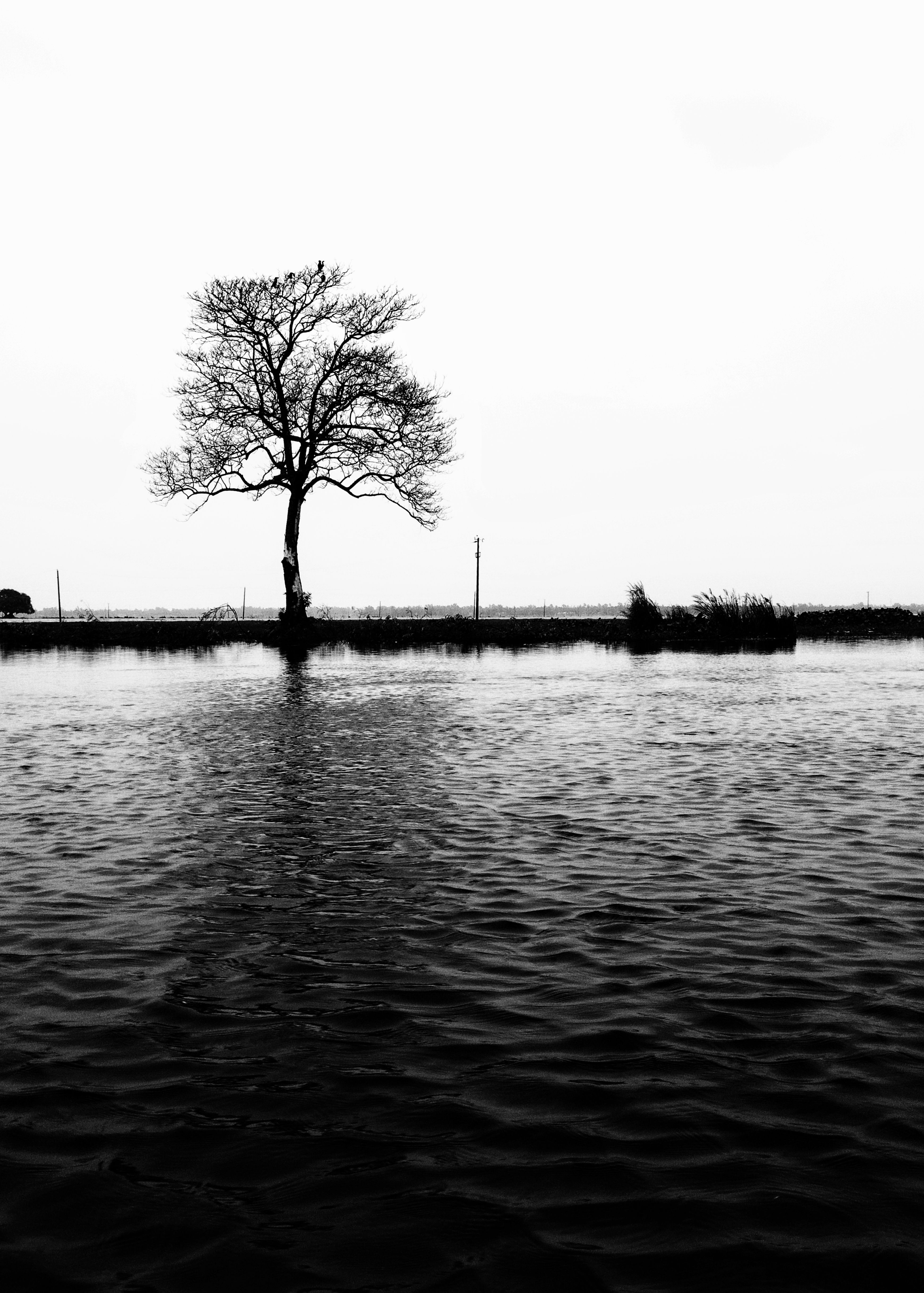 A lone tree stands by a calm water body in a monochrome setting.