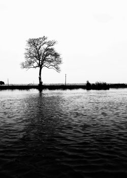 A lone tree stands by a calm water body in a monochrome setting.