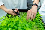 一位科学家在实验室里用剪刀和植物箱收获微绿色植物的双手特写