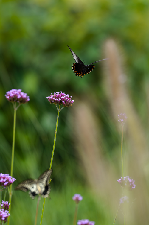 Free Two butterflies flutter around verbena flowers in a lush green garden, creating a tranquil nature scene. Stock Photo