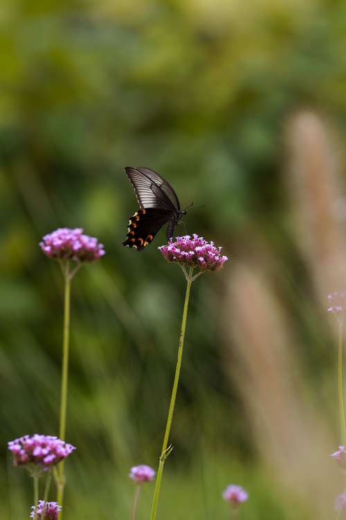 Free A beautiful dark swallowtail butterfly perches on a colorful purple flower in a meadow. Stock Photo