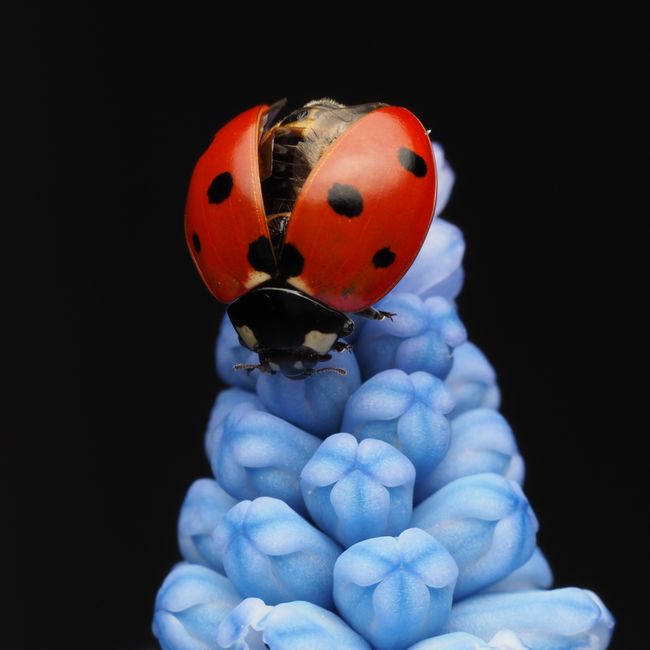 Residential Pest Control