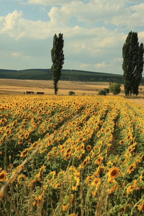 Free Vast sunflower field with distant trees under a bright summer sky, perfect for nature themes. Stock Photo