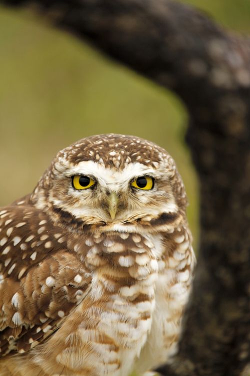 Free Detailed close-up of a burrowing owl perched in a natural setting in Paraná, Brazil. Stock Photo
