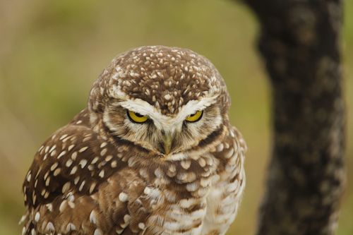 Free Sharp close-up of a burrowing owl, showcasing its vivid yellow eyes and spotted feathers. Stock Photo
