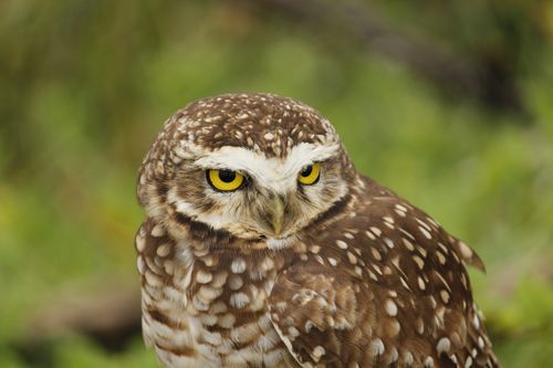 Free Detailed close-up of a Burrowing Owl (Athene cunicularia) with striking yellow eyes in Paraná, Brazil. Stock Photo