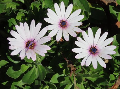 Three vibrant white daisies blooming in a Sydney garden.