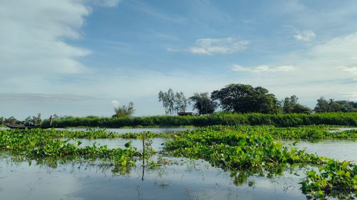 Free Lush greenery on a serene waterway in Habiganj, Bangladesh, under a clear blue sky. Stock Photo