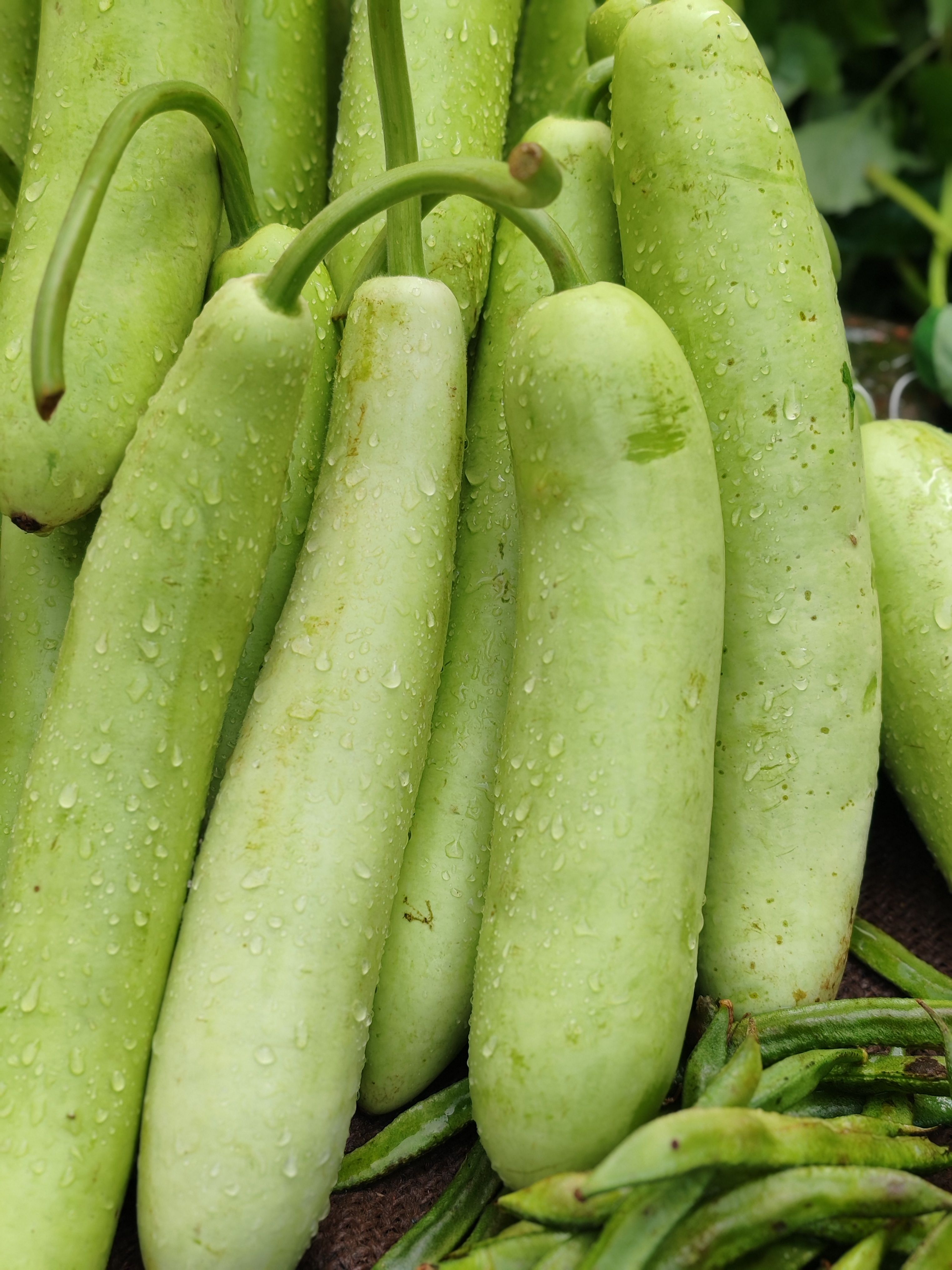 Bottle Gourd (Lauki) Seeds