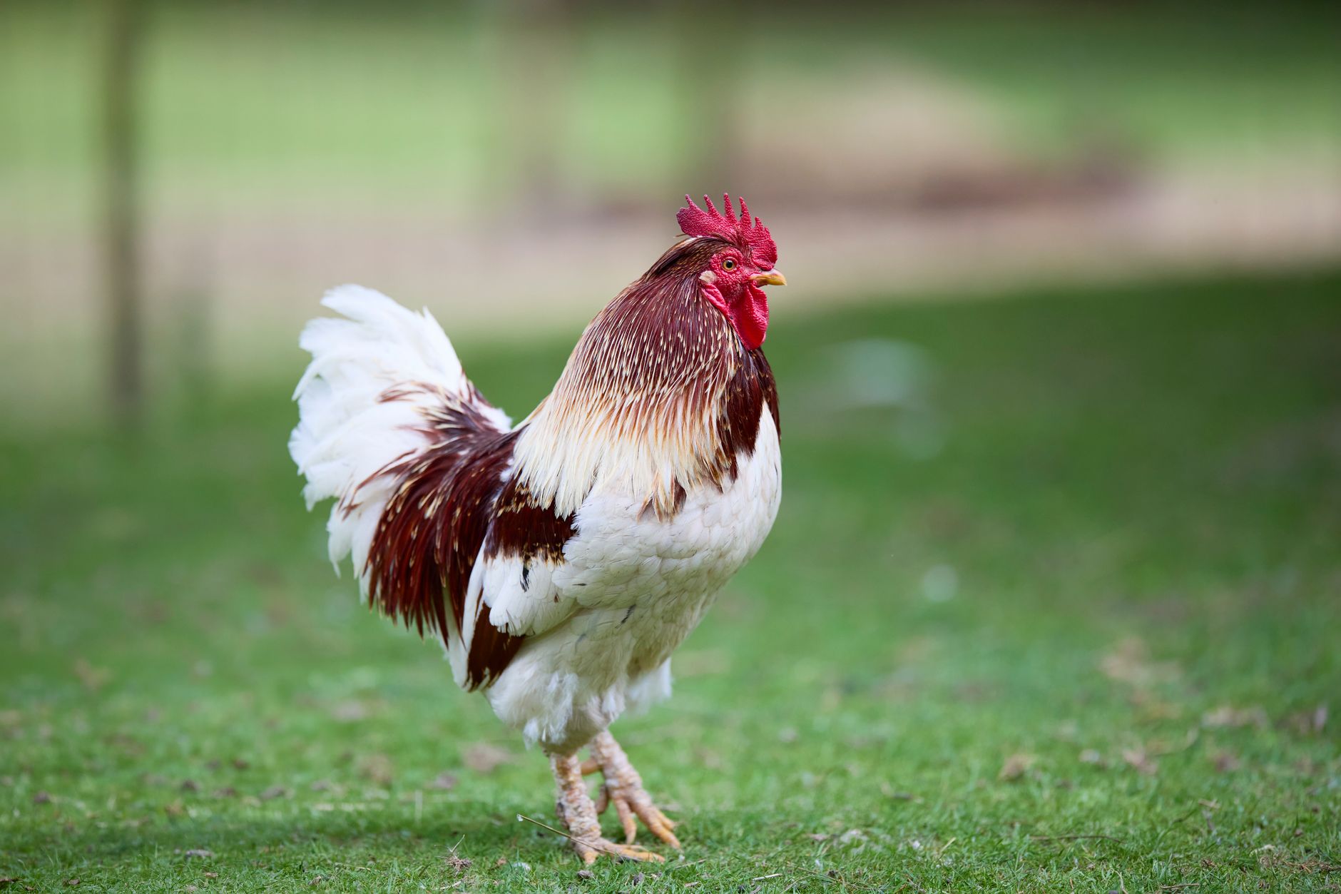A rooster standing inside a traditional fighting ring, spectators blurred behind wooden barriers