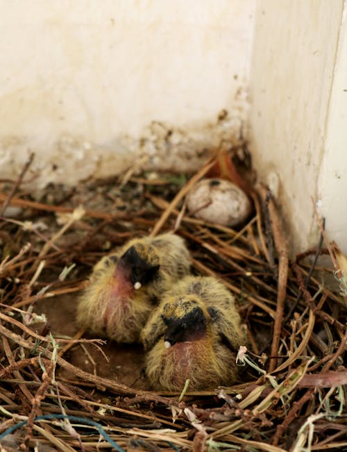 From above adorable little baby pigeons resting in nest near egg in dovecote corner