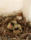 From above adorable little baby pigeons resting in nest near egg in dovecote corner