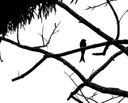 Striking black and white silhouette of a bird perched on a bare tree branch against a bright sky.