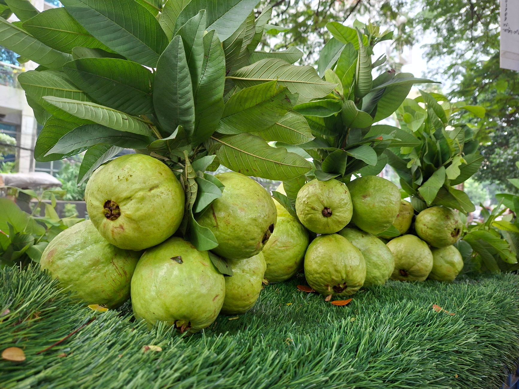 Kandungan Vitamin C dalam Jambu Biji Lebih Tinggi dari Jeruk