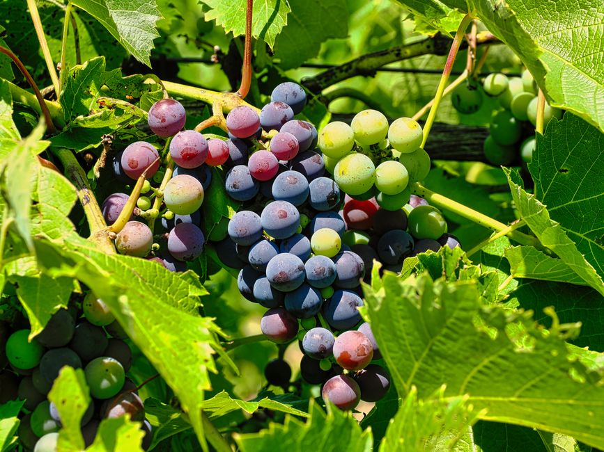 Close-up of multicolor grapes on a vine surrounded by lush green leaves.