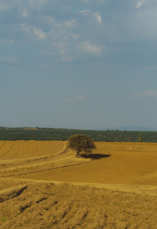Free Expansive golden landscape with a solitary tree under a vast sky, evoking a serene rural ambiance. Stock Photo