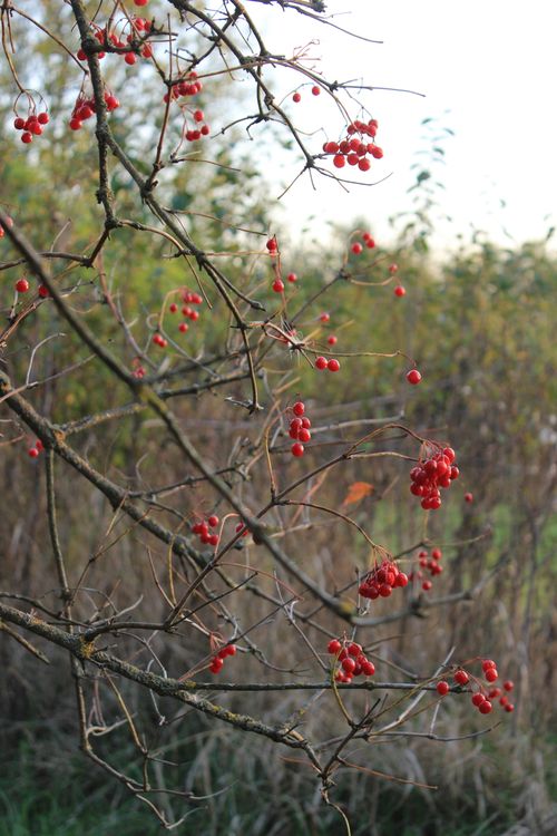 Free Vibrant red berries on branches in autumn, captured outdoors in natural setting. Stock Photo