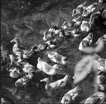 A monochrome image of a flock of ducks swimming in a river in Vietnam, captured from above.