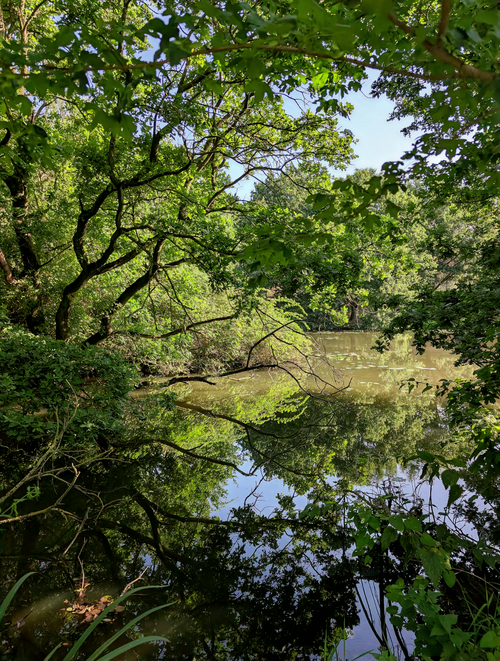 Free Lush green forest surrounds a tranquil pond with clear reflections. Stock Photo