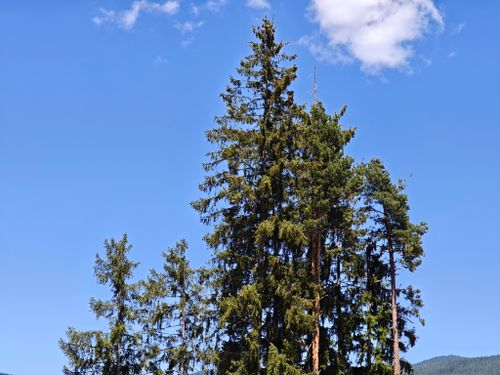 Free A cluster of tall pine trees reaching towards the cloud-dotted clear blue sky. Stock Photo