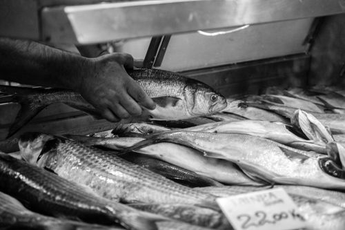 Free Black and white image of fresh fish on ice at a seafood market stall. Stock Photo