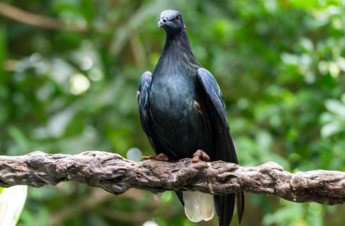 Free Close-up photo of a Nicobar Pigeon standing on a branch with blurred green foliage background. Stock Photo