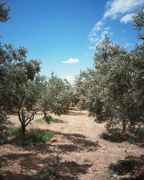 Free Lush olive grove under a clear blue sky in Tekirdağ, Türkiye, capturing a serene natural landscape. Stock Photo