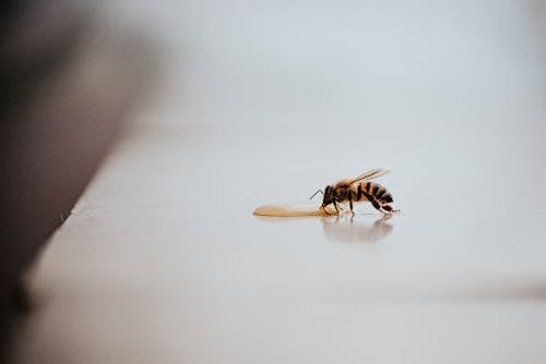 Black And Yellow Bee On White Surface